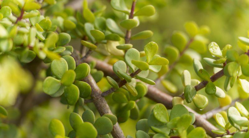 South Africa’s Thicket Restoration Honoured as UN World Restoration Flagship